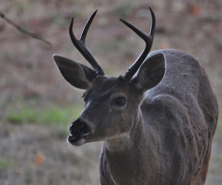 deer face, closeup